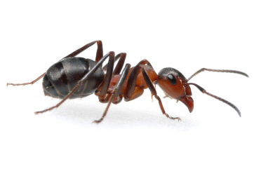 ant