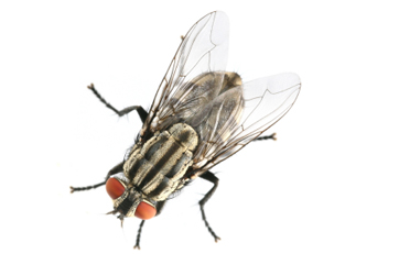 flies
