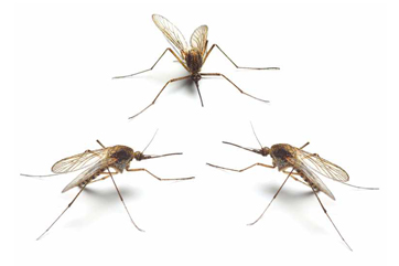 mosquitoes