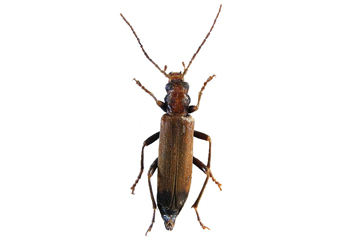 wood borer